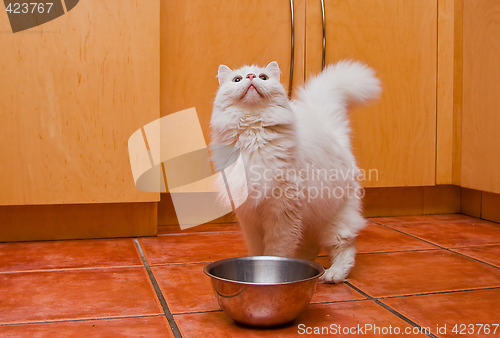 Image of White cat waiting for food