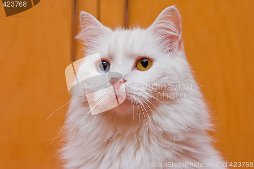 Image of Bi-colored eye white cat