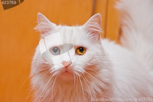 Image of Bi-colored eye white cat