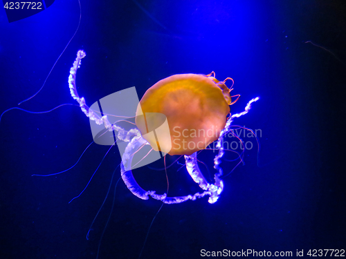 Image of Jellyfish