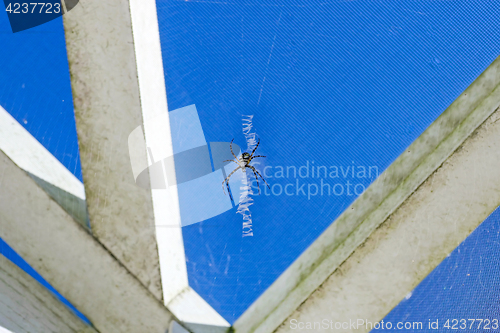 Image of Black and Yellow Argiope Spider