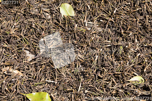 Image of drying stems from clove spice for oil