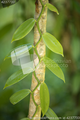 Image of Closeup of The Vanilla plant, madagascar