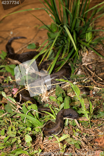 Image of madagascar tree boa, Sanzinia madagascariensis