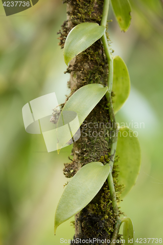 Image of Closeup of The Vanilla plant, madagascar