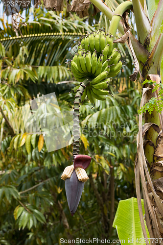 Image of flower of the banana tree