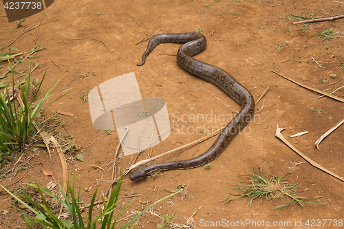 Image of madagascar tree boa, Sanzinia madagascariensis