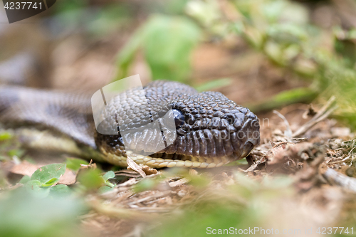 Image of madagascar tree boa, Sanzinia madagascariensis