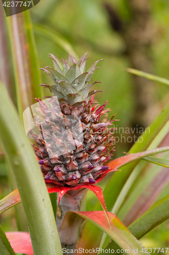 Image of Pineapple tropical fruit in garden, madagascar