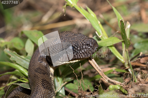 Image of madagascar tree boa, Sanzinia madagascariensis