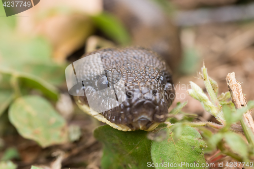 Image of madagascar tree boa, Sanzinia madagascariensis