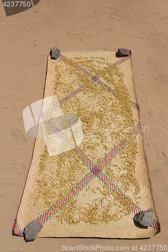 Image of drying flower buds from clove spice