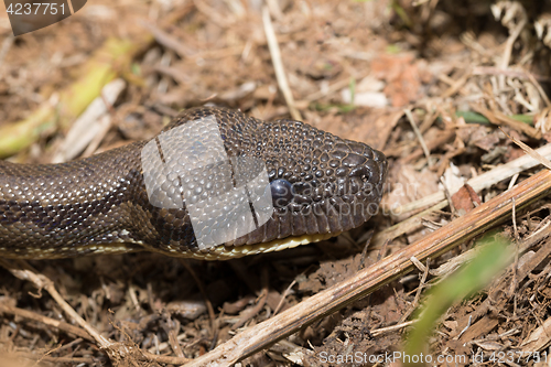 Image of madagascar tree boa, Sanzinia madagascariensis