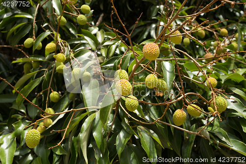 Image of Unripe exotic fruit Lychee, madagascar