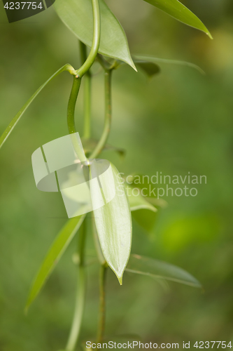 Image of Closeup of The Vanilla plant, madagascar