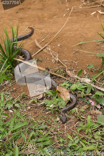 Image of madagascar tree boa, Sanzinia madagascariensis