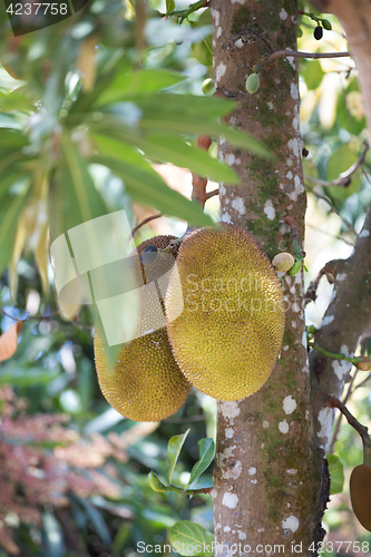 Image of Jackfruit (Artocarpus heterophyllus) Madagascar