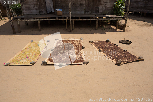 Image of drying flower buds from clove spice