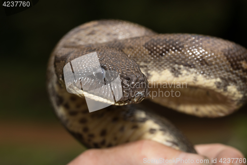 Image of madagascar tree boa, Sanzinia madagascariensis