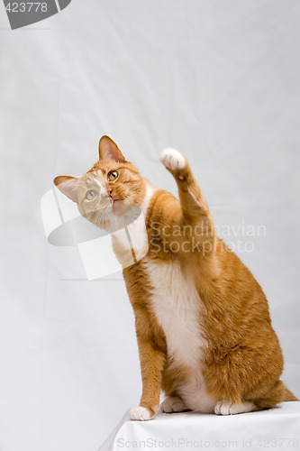 Image of Cute cat with paw up