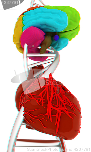 Image of DNA, brain and heart. 3d illustration. Anaglyph. View with red/c