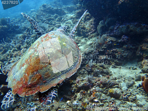 Image of Hawksbill sea turtle current on coral reef island, Bali