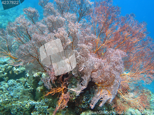 Image of Thriving coral reef alive with marine life and shoals of fish, Bali