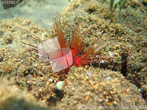 Image of Thriving coral reef alive with marine life and shoals of fish, Bali