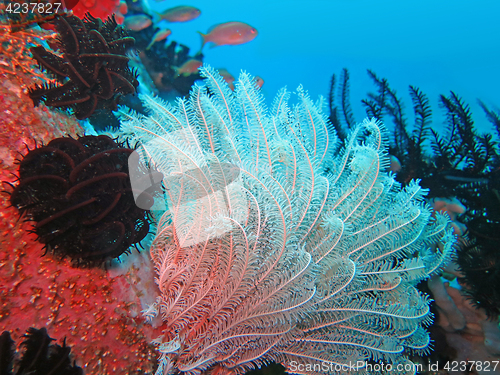 Image of Thriving coral reef alive with marine life and shoals of fish, Bali