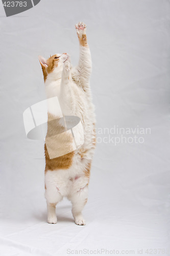 Image of Standing cat
