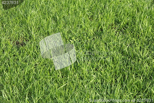 Image of Lush green grass on the soccer field