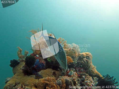 Image of Thriving coral reef alive with marine life and fish, Bali