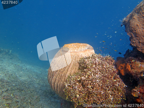 Image of Thriving coral reef alive with marine life and shoals of fish, Bali