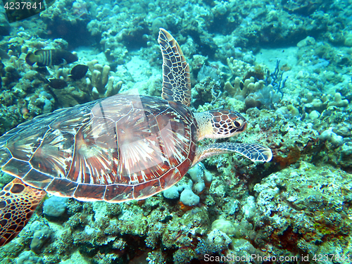 Image of Hawksbill sea turtle current on coral reef island, Bali