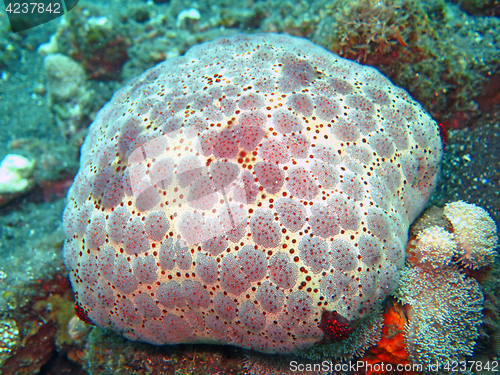 Image of Thriving coral reef alive with marine life and shoals of fish, Bali