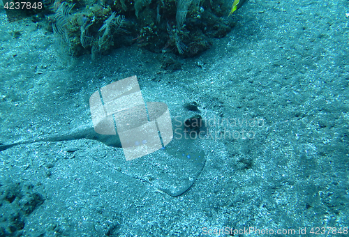 Image of Blue spotted ray swimming amongst coral reef on the ocean floor, Bali