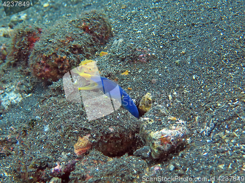 Image of Thriving coral reef alive with marine life and fish, Bali