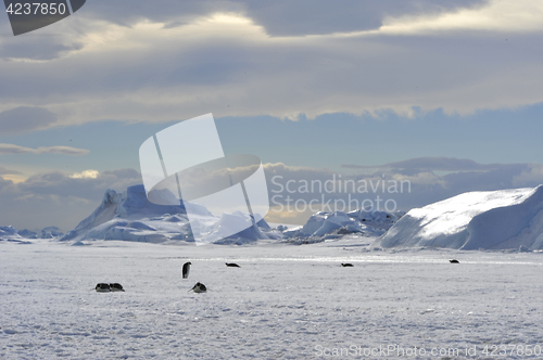 Image of Beautiful view of icebergs Snow Hill Antarctica