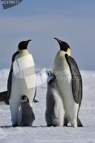 Image of Emperor Penguin with chick