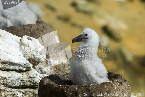 Image of Black browed albatross chick Saunders Island