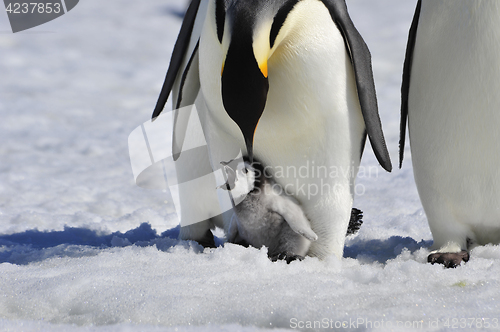 Image of Emperor Penguin with chick