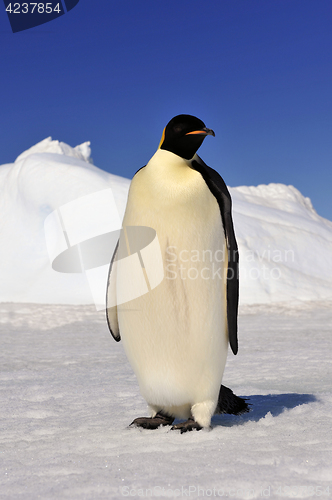 Image of Emperor Penguin on the snow