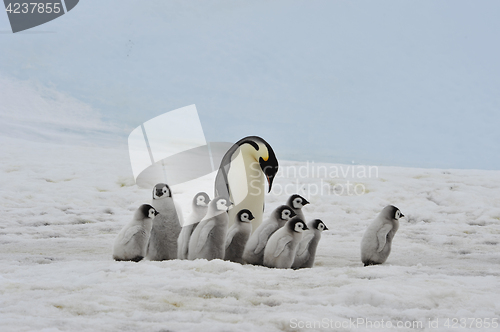 Image of Emperor Penguins with chicks