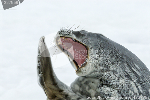 Image of Adult Weddell seal lying on the ice