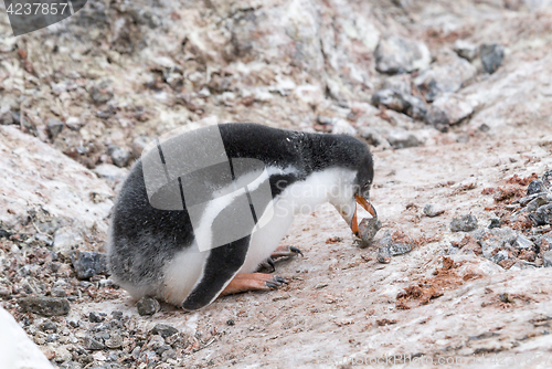 Image of Gentoo Penguin chick