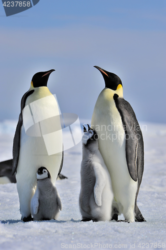 Image of Emperor Penguin with chick