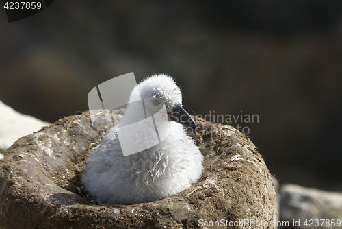 Image of Black browed albatross chick Saunders Island