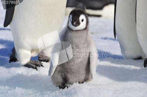 Image of Emperor Penguin chicks in Antarctica