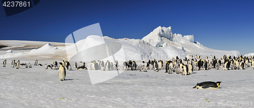 Image of Emperor Penguins on the ice