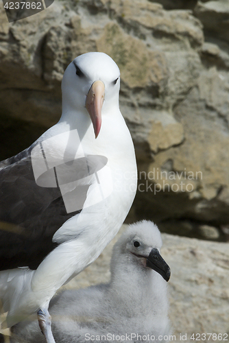 Image of Black browed albatross Saunders Island
